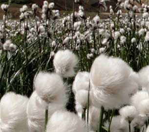 cotton.jpg